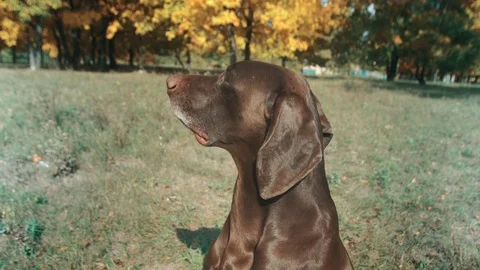 Close-up German Shorthaired Pointer in front. looking away and sniffs at the Stock Footage 80952031