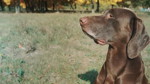Close-up German Shorthaired Pointer in front. looking away and sniffs at the Stock Footage 80952217