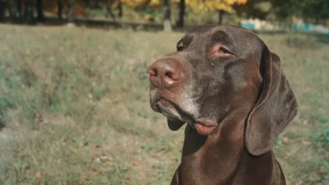 Close-up German Shorthaired Pointer in front. looking away and sniffs at the Stock Footage 80952405