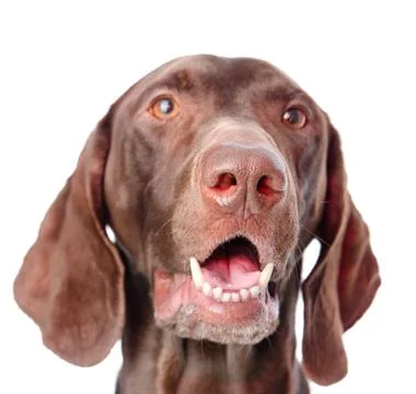 Close-up German Shorthaired Pointer in front. looking away isolated on white  Stock Photos