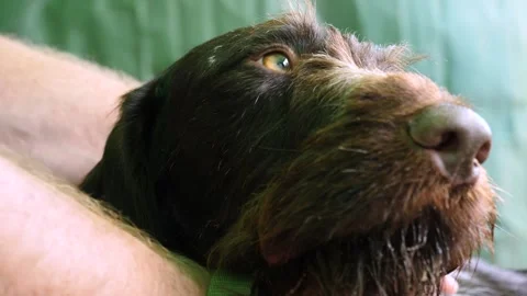 Close-up of a German Wirehaired Pointer being petted by its owner, the dog Stock Footage 256219343