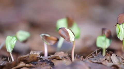 Close up germinating seeds beech Stock Footage 62838548