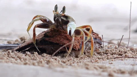 Close-up of Ghost crab or Sand crab eating coconut on a beach. Amazing wildlife Stock Footage 112249633