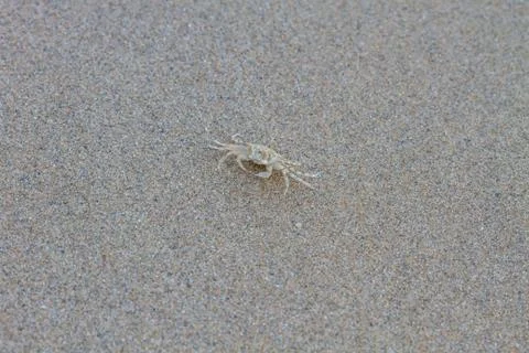 Close up Ghost Crab Stock Photos