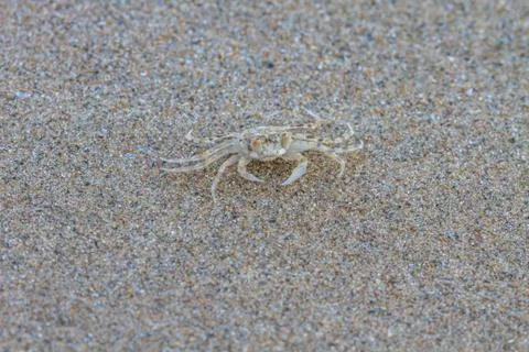 Close up Ghost Crab 스톡 사진