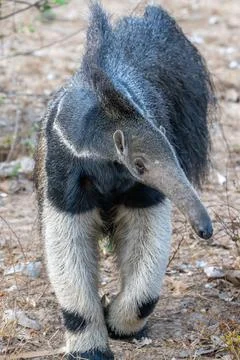 Close up of Giant Ant Eater Stock Photos