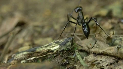 Close Up. Giant Ant from Rainforest walking Stock Footage 80434666