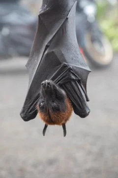 Close up of a Giant bat hanging upside down Stock Photos