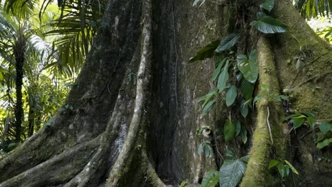 Close-up of Giant Ceiba Tree in Rainforest Stock Footage 101072612