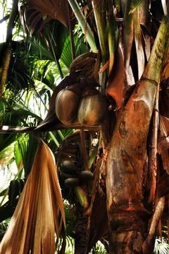 Close-up of the giant coconut Coco de Mer Stock Photos