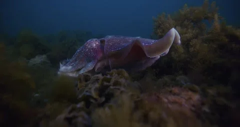 Close Up Of Giant Cuttlefish, Close Up Stock Footage 316426330