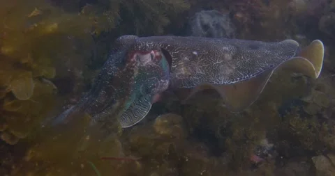 Close Up Of Giant Cuttlefish in natural lightmp4 Stock Footage 317007732