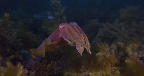 Close Up Of Giant Cuttlefish, Swims, Exit Frames Video stock 318049315