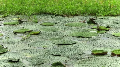 Close-up of giant floating water lily leaves in a freshwater wetland Vídeos de archivo 337928842
