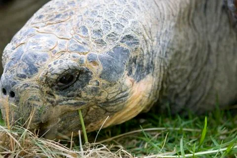Close up of giant galapagos turtle Foto stock