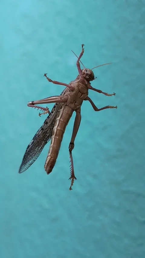 Close-up of a giant grasshopper moving against a turquoise blue background. Stock Footage 303940264