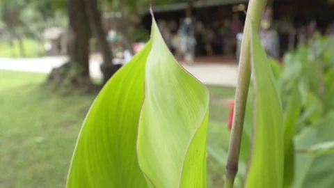 Close up giant green leaf and red flower behind swing by wind Stock Footage 119371629
