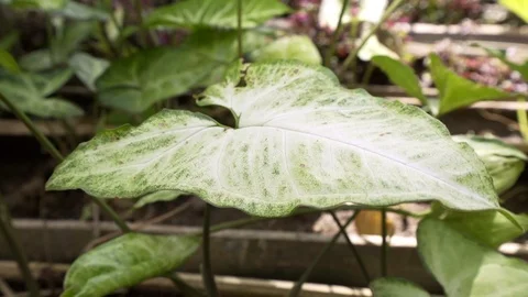 Close up giant green leaf swing by wind Stock Footage 119371784