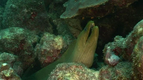 Close up of Giant Green Moray Eel wit mouth opening and closing surrounded by Stock Footage 95605189
