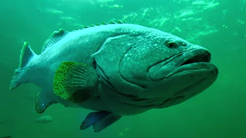Close-up of a giant grouper displaying massive size and textured skin Stock Footage 335887494