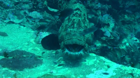 Close up of giant grouper 動画素材 33111977