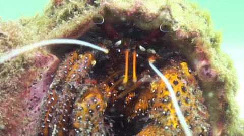 Close up of giant hermit crab feeding face on Stock Footage 33110633