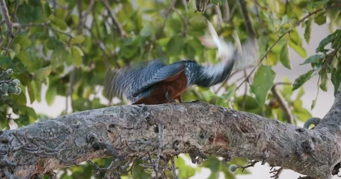 Close-up of a Giant Kingfisher with a small fish in its beak, banging it Stock Footage 112874831