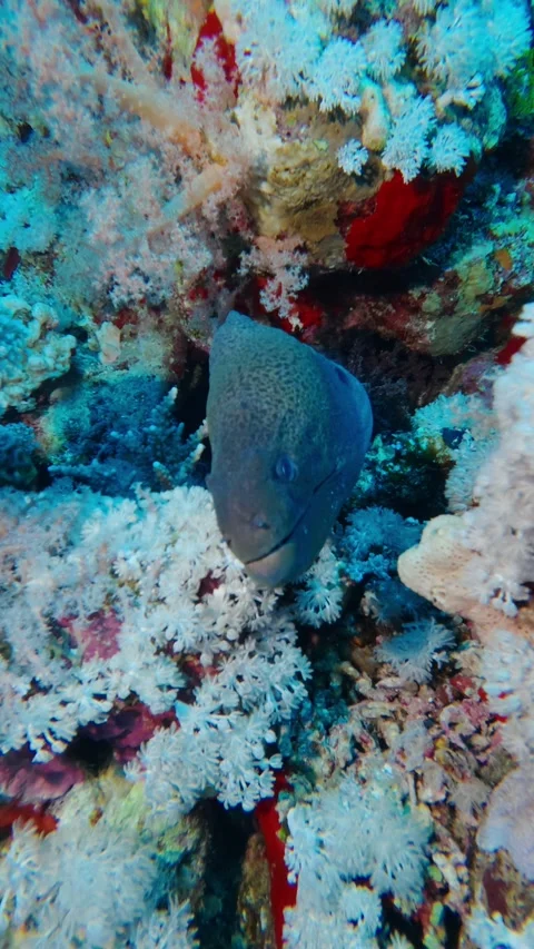 Close up of a giant moray eel emerging from its den on a vibrant underwater Stock-Footage 335151049