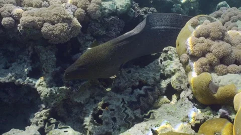 Close up of Giant moray eel (Gymnothorax javanicus) swimming on top of shallow Stock Footage 243445000