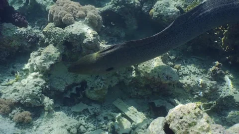 Close-up of Giant moray eel (Gymnothorax javanicus) swimming on top of shallow Video stock 273555137