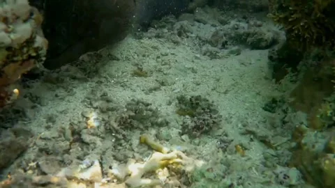 Close-Up of Giant Moray Eel Opening Its Mouth Inside a Coral Burrow, Marsa Alam, Vidéo 343299001
