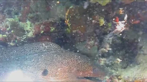 Close-Up of Giant Moray Eel Opening Its Mouth Inside a Coral Burrow, Marsa Alam, Stock-Footage 343300642