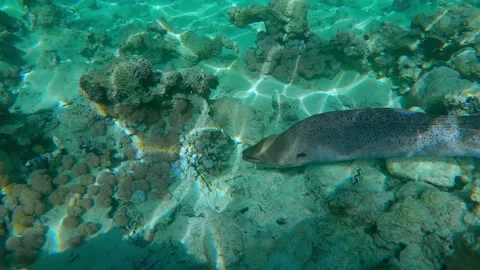 Close to Giant Moray Eel swimming above flat-top on shallow coral reef Video stock 310999725