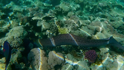 Close-up of Giant Moray Eel swimming between corals above flat-top on shallow Stock Footage 339972003