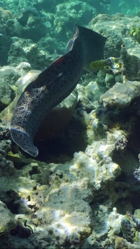 Close-up of Giant moray eel swims on top of shallow coral reef in sunshine Video stock 252578408