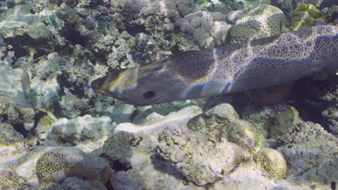 Close-up of Giant moray eel swims over top of coral reef in sunshine Video stock 257550843