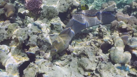 Close-up of Giant moray eel swims on top of shallow coral reef in sunshine Video stock 273555053