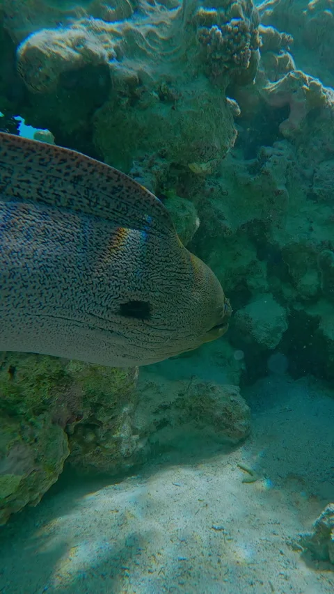 Close-up of Giant Moray Eel swims between corals on shallow water Stock Footage 302764525