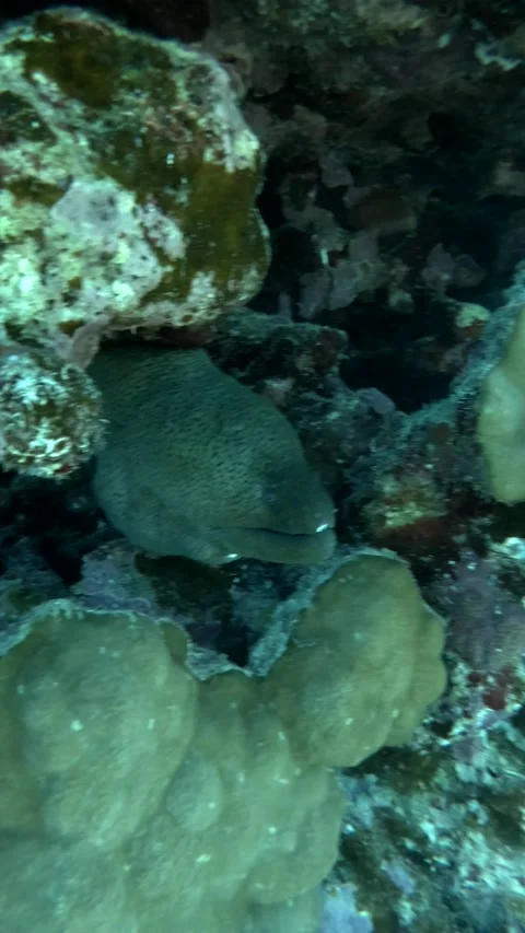  Close-up of Giant moray (Gymnothorax javanicus) on coral reef Stock Footage 145763353