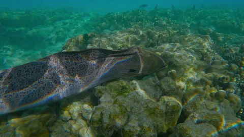 Close-up of Giant Moray as it swims full length over the flat-top of shallow Video stock 339972204
