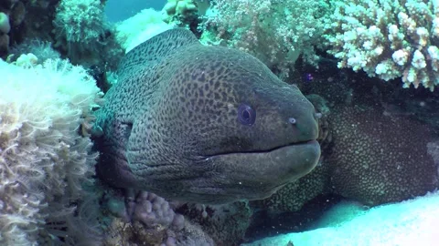 Close-up of Giant moray on the seabed. Stock Footage 203942995