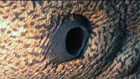 Close Up Of Giant Moray Spiracle Stock Footage 300062801