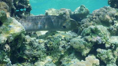 Close-up of Giant moray swims in corals on top of shallow reef in sunshine Stock Footage 299577849