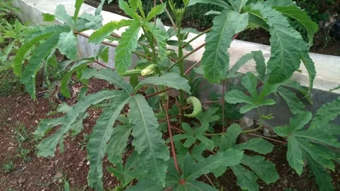 Close up of Giant Okra plants thrive in the fields Stock Footage 331989159