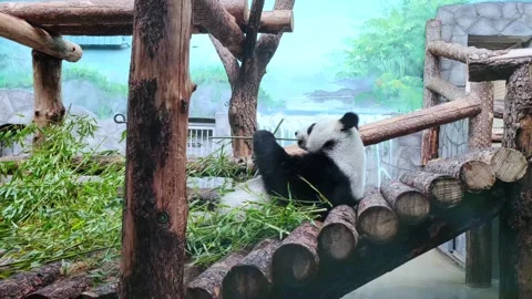 Close-up of giant panda bear eating bamboo at zoo. Moscow. Stock Footage 289114386