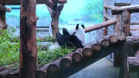 Close-up of giant panda bear eating bamboo at zoo. Moscow. Stock-Footage 289289742