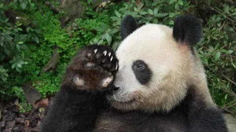 Close Up Giant Panda at Chengdu Research Base of Giant Panda Breeding Video stock 340272329