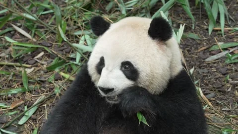 Close Up of Giant Panda Eating Bamboo in Chengdu, China Video stock 340272830