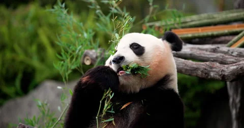 Close up Giant Panda eating fresh bamboo in its natural habitat, peacefully Stock Footage 279954553