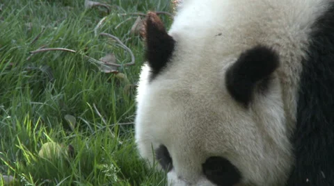 Close-up giant panda eating grass, China Stock Footage 54389658